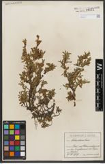 Foto von Salix retusa L.